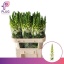 product/img.floraplaza.nl/LANTPOTIW75-LIVE_fotos-0xAA435287606B433EE7EA2E26FF3200268F2DAF58.jpg
