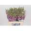 product/img.floraplaza.nl/LANTPOTL6-LIVE_fotos-0xBDF1F2CFA5EE59A85642C49D55F07AE13B28A2E6.jpg