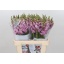 product/img.floraplaza.nl/LANTPOTL6-LIVE_fotos-0xF737BDD7CF81515CBA50D14D9EABA99303942CF0.jpg
