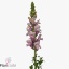 product/img.floraplaza.nl/LANTPOTL7-ART_Fotos-VBN-vbn114143.jpg