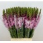 product/img.floraplaza.nl/LANTPOTL7-LIVE_fotos-0x4CAA516326EE354B82AC743364CD3073CDE4E68C.jpg