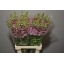 product/img.floraplaza.nl/LANTPOTL7-LIVE_fotos-0x4FEF4E164F32A1E66C5EDC2106C781864CAE629F.jpg