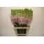 product/img.floraplaza.nl/LANTPOTL8-ASSORTI_fotos-MVA-Lecce - Antirrhinum bicolour lavendel 70cm.jpg