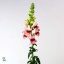 product/img.floraplaza.nl/LANTPOTPLU75-ART_Fotos-VBN-vbn10782.jpg