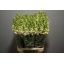 product/img.floraplaza.nl/LANTPOTPLU75-LIVE_fotos-0xE4E08071E02DE637349B3FAE03DA88950213F518.jpg