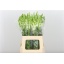 product/img.floraplaza.nl/LANTPOTW65-LIVE_fotos-0xD09F8D6095D6F19CEAC6A1AC97867433B66539BD.jpg