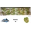 product/img.floraplaza.nl/LANTVER-LIVE_fotos-0xEDCE3D10428266A4CEADB873994192AB8A0FBA52.jpg