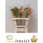product/img.floraplaza.nl/LANTZAF-LIVE_fotos-0x1F83FD1AF37A7C23523E750A5FC6F4256ABCFA2D.jpg