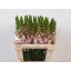 product/img.floraplaza.nl/LANYCOSS65-LIVE_fotos-0xBD82482D572FB748195A40815A156611CCD3A51C.jpg