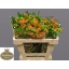 product/img.floraplaza.nl/LASCTUB5-LIVE_fotos-0xC86DF521049965E6B6A48D0C6C77FF8A5CC0B428.jpg