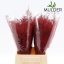 product/img.floraplaza.nl/LASPRED4-LIVE_fotos-0xF5BB7B3B10DA8A2B9CEF6F612900AACA70C7B8D3.jpg