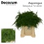 product/img.floraplaza.nl/LASPS45-LIVE_fotos-0x0AF3B96D9D829270583230C3E2F0B926EF8B2353.jpg