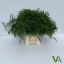 product/img.floraplaza.nl/LASPS45-LIVE_fotos-0x3611BEA44A057C8B855887DD403FD2408535AD43.jpg