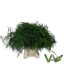 product/img.floraplaza.nl/LASPS45-LIVE_fotos-0xA27C481FC7CD8288B750CDA1890D740857333906.jpg