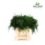 product/img.floraplaza.nl/LASPS45-LIVE_fotos-0xC3021CAA5732B526FD2CDA404983D5FDED434FC4.jpg