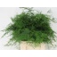 product/img.floraplaza.nl/LASPS45-LIVE_fotos-0xCED6E45F7FA30D5280EDF812AB985AF0EE88763B.jpg