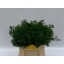 product/img.floraplaza.nl/LASPUM4-LIVE_fotos-0xD536ABC0F8B9C7502EC61D4D43573BA8A015FBE9.jpg