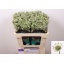 product/img.floraplaza.nl/LAST5BILS-LIVE_fotos-0xE2156C379BD453413B6FC4F65B62A93DF717588C.jpg
