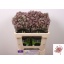 product/img.floraplaza.nl/LAST5STAOA-LIVE_fotos-0xF39A69AAD281FE91D70333FE3980504BFD06E7DC.jpg