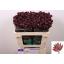 product/img.floraplaza.nl/LAST5STAOFL-LIVE_fotos-0x0A5CF3245984019503A78AB88CAC539B776D7811.jpg