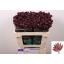 product/img.floraplaza.nl/LAST5STAOFL-LIVE_fotos-0x9DE2AE4FF22E561EB9DA3E273B1E770726FCBEB8.jpg