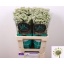 product/img.floraplaza.nl/LAST6BILS-LIVE_fotos-0x12D45DA188192BCEAB6E4D9B456166A44347C720.jpg