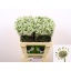 product/img.floraplaza.nl/LAST6BILS-LIVE_fotos-0xF1F47373163B1BE2348C226E8F7ED0EF3961D59B.jpg
