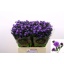 product/img.floraplaza.nl/LASTDARM6-LIVE_fotos-0xB6DDFFEE98EEDC0BE1FF8A8AE7CB30C64507B2F3.jpg product/img.floraplaza.nl/LASTDARM6-LIVE_fotos-0xB6DDFFEE98EEDC0BE1FF8A8AE7CB30C64507B2F3.jpg