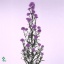product/img.floraplaza.nl/LASTDARM7-ART_Fotos-VBN-vbn15557.jpg
