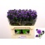 product/img.floraplaza.nl/LASTDARM7-LIVE_fotos-0x870CC4C3CA9476AAB5CF991F9F435615DCEFF641.jpg