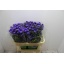 product/img.floraplaza.nl/LASTDARM7-LIVE_fotos-0xD7AC2C59AB5B97C71463AFEFBE17C8C4B3CF8E6A.jpg