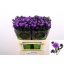 product/img.floraplaza.nl/LASTDARM8-LIVE_fotos-0xA52C34C79CCD388AA13C557011A3419966A6AC16.jpg