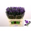 product/img.floraplaza.nl/LASTDARM8-LIVE_fotos-0xC5BD23EF37968F938E868AE13A651A8FF0410741.jpg