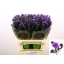 product/img.floraplaza.nl/LASTDARM8-LIVE_fotos-0xE6D9A370101341A9BE26CEFFC4D338CECCCDD4E9.jpg