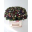 product/img.floraplaza.nl/LASTERM-LIVE_fotos-0xB75D156FA7955824A86E80D65842389FB89E32A1.jpg