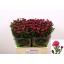 product/img.floraplaza.nl/LASTFLA6-LIVE_fotos-0x9607B19ED7856BBBC7BDD5F5D2C17D49C3C1A7B5.jpg