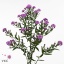 product/img.floraplaza.nl/LASTFLA7-ART_Fotos-VBN-vbn103243.jpg