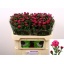 product/img.floraplaza.nl/LASTFLA7-LIVE_fotos-0xAE376E797151EEFD2259B4E357F749D1DA175877.jpg
