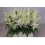 product/img.floraplaza.nl/LASTI5WAS-LIVE_fotos-0xFB678E682C2A6128F72F1F9D31BD321B247FDAE6.jpg