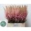 product/img.floraplaza.nl/LASTIERI7-LIVE_fotos-0x383B8F2DD4A0C7567122A5B0B352FEEF8F794E25.jpg
