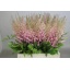 product/img.floraplaza.nl/LASTIERI7-LIVE_fotos-0xABA0049BD3268EB5505E68E0A938BBB33D6FA583.jpg