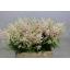 product/img.floraplaza.nl/LASTIEUR45-LIVE_fotos-0x0F951AA85C5FE52E467EB568CAA21B3213071086.jpg