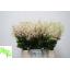 product/img.floraplaza.nl/LASTIEUR45-LIVE_fotos-0x1ED213E4251B45A879FCEC931A23079F757EDAAF.jpg