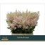 product/img.floraplaza.nl/LASTIEUR45-LIVE_fotos-0x7C5B6BB245E2A7C9EF1BB048D6124A3CEB8AADB9.jpg