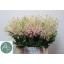 product/img.floraplaza.nl/LASTIEUR45-LIVE_fotos-0xD57099814C4E77909783A8B0FF678D8A1CEA6279.jpg