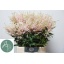 product/img.floraplaza.nl/LASTIEUR5-LIVE_fotos-0x493FE5AC6D66FC5EEEDA304FD461C2508E8DD3C0.jpg