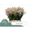 product/img.floraplaza.nl/LASTIEUR5-LIVE_fotos-0x608B017DF8DDDC1F82341ED37382E55A1CFC47F0.jpg