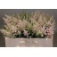 product/img.floraplaza.nl/LASTIEUR5-LIVE_fotos-0xA221C5F68F7302C6F988C980E7820894BC34C960.jpg