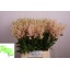 product/img.floraplaza.nl/LASTIEUR5-LIVE_fotos-0xC6A46CFA01966281734BE4808424F5D52EDECAE4.jpg