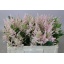 product/img.floraplaza.nl/LASTIEUR5-LIVE_fotos-0xD603A4616BB795397EFBD0AA84B451CD301AD3EA.jpg
